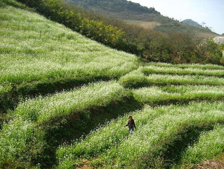 Tour of Moc Chau plateau - ảnh 2